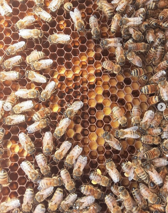 Bee hive at Garfield Park Conservatory, courtesy of GPC.